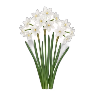 Paperwhite — care guide, varieties and growing tips