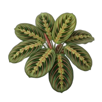 Planta de oración — care guide, varieties and growing tips