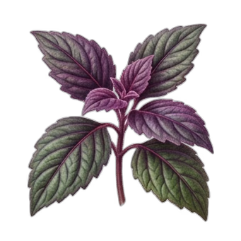 Purple Passion Plant plant care guide
