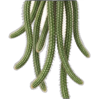 Cactus cola de rata — care guide, varieties and growing tips