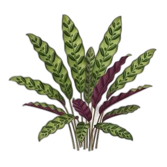 Planta cascabel — care guide, varieties and growing tips