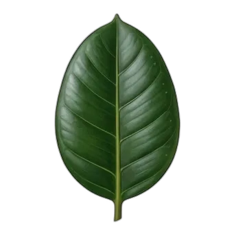 Rubber Plant — care guide, varieties and growing tips