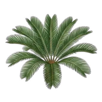 Palmera de sagú — care guide, varieties and growing tips
