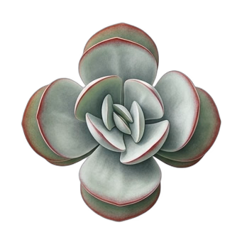 Silver Dollar Plant — care guide, varieties and growing tips