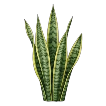 Snake Plant
