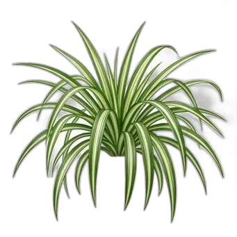 Spider Plant