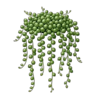 String of Pearls — care guide, varieties and growing tips