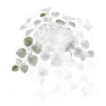 Swedish Ivy plant care guide