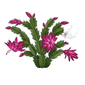 Thanksgiving Cactus