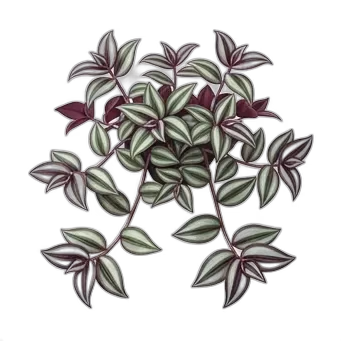 Inch Plant — care guide, varieties and growing tips