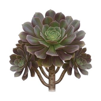 Tree Aeonium — care guide, varieties and growing tips