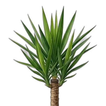 Yuka Bitkisi — care guide, varieties and growing tips