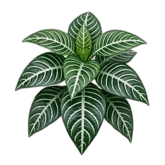 Zebra Plant — care guide, varieties and growing tips