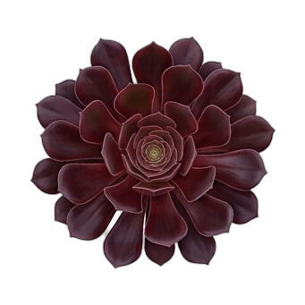 Zwartkop Aeonium — care guide, varieties and growing tips