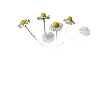 Can You Plant Tomatoes And Cabbage Together: Expert Gardening Guide & Science-Backed Tips — expert gardening guide and care tips