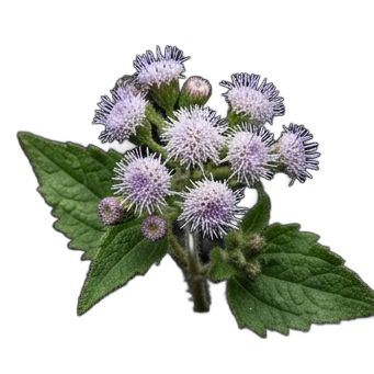 Are Mums Perennials In Zone 6: Expert Gardening Guide & Science-Backed Tips — expert gardening guide and care tips