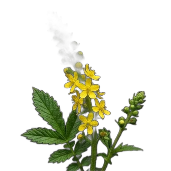 Rosemary